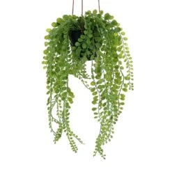 Plante Artificielle-ELAIA