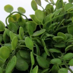 Plante Artificielle-ELAIA -Intérieure Décoration Magasin 697273 plante artificielle elaia