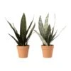 Plante Artificielle-SANSEVIERIA -Intérieure Décoration Magasin 717834 plante artificielle sansevieria